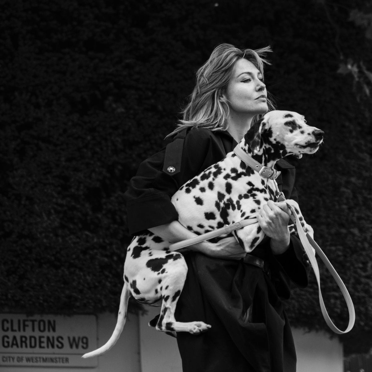 One of 101 Dalmatians (Passing by)